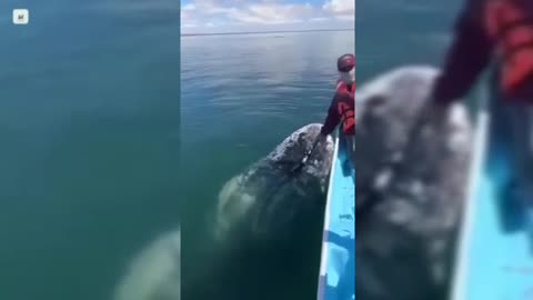 “Whale Meets Humans