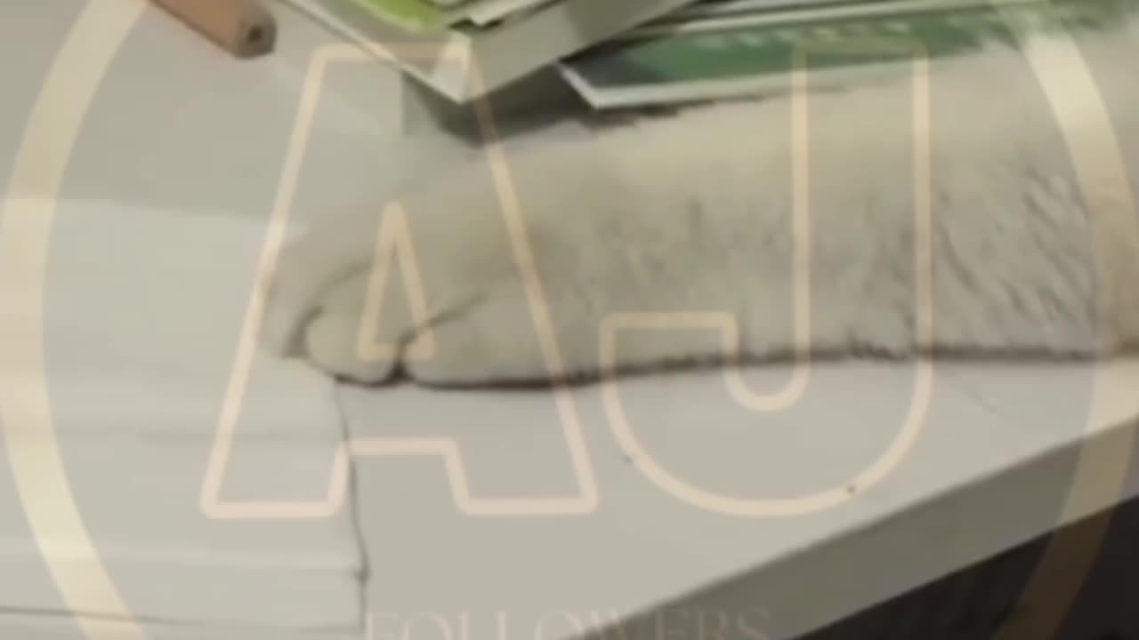 Funny animals video