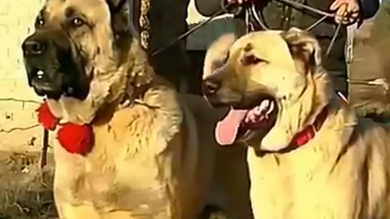 animals