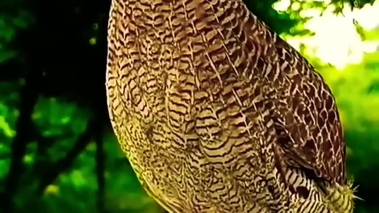 Quail Beautiful Voice 😍 | Birds and Nature