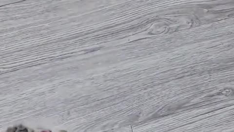 Amazing Cat Video