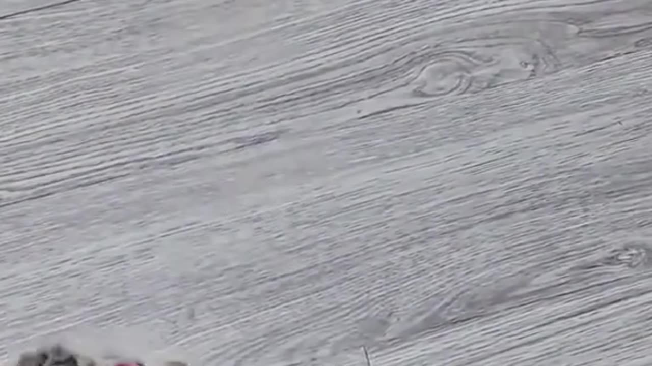 Amazing Cat Video