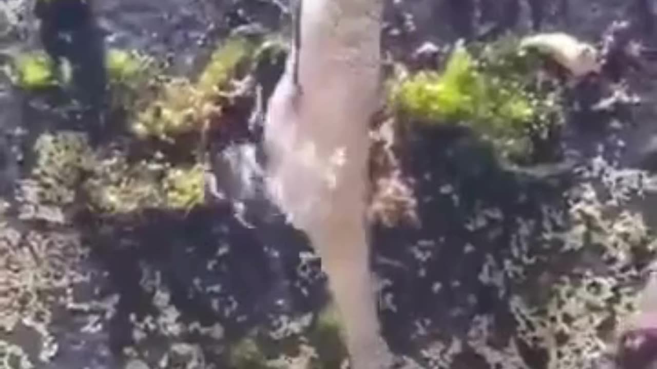 💋Male Seahorse Delivering Babies