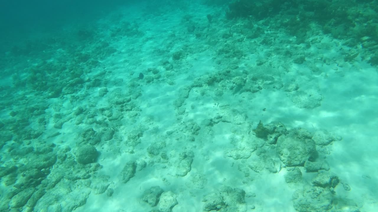 Spotted: Puddingwife Wrasse, Blue Tangs & Black Grouper in Grand Cayman