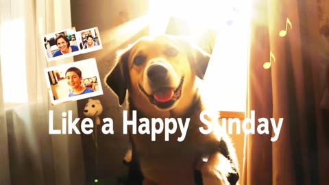Like a Happy Sunday #DionisioSounds #pets #musicvideo #80smusic #emotionalmusic #80s