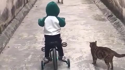 funny cat videos🥰