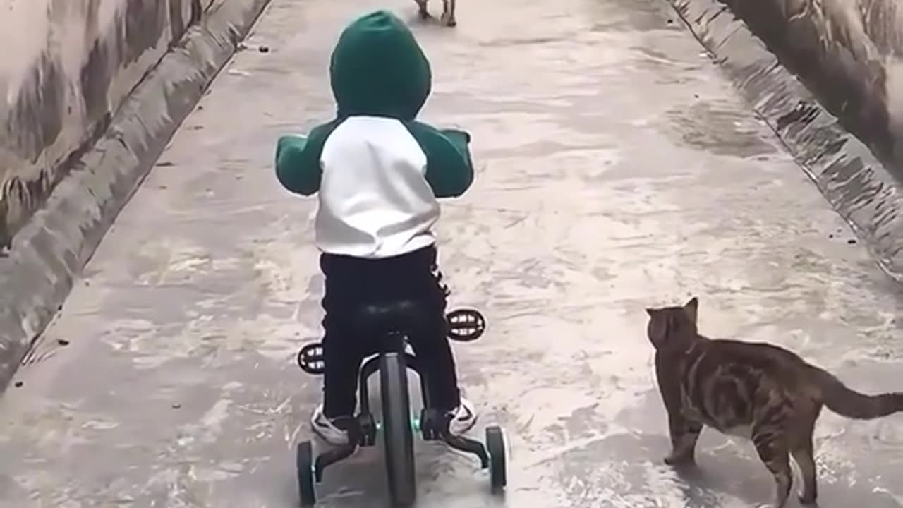 funny cat videos🥰