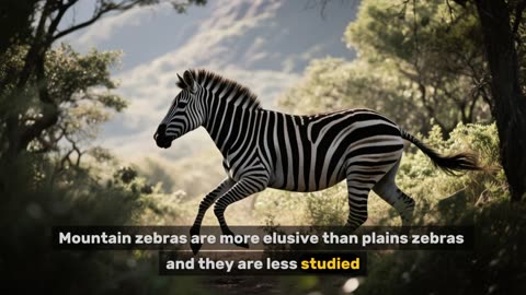 The Zebra