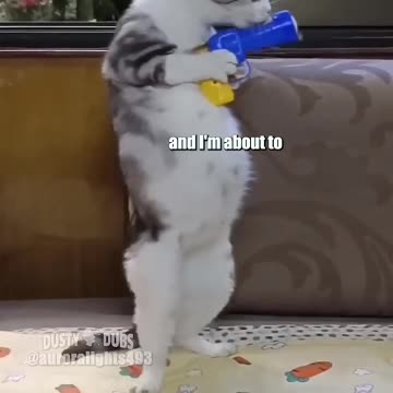 Mashup 111 feat auroralights493 (TT) 🗣️ 🎥: unknown x3 / @ohcharliecat / unknown #shorts