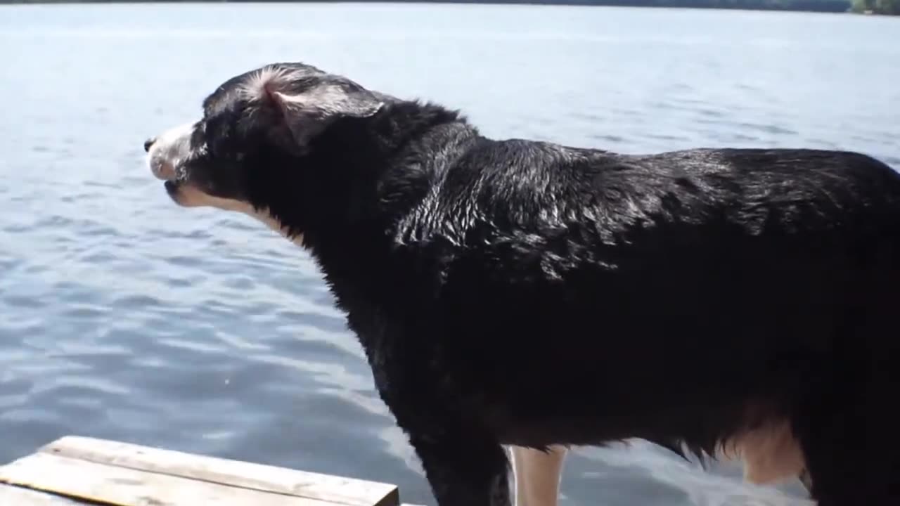 DOG DAYS OF SUMMER