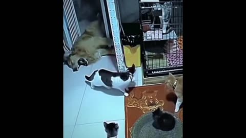 Daddy Goat 24/7 - Out Of Context Memes & Videos