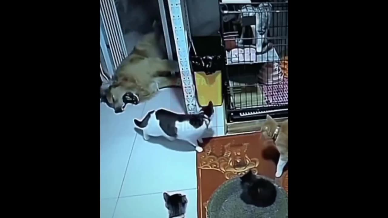 Daddy Goat 24/7 - Out Of Context Memes & Videos