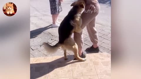 Laugh Out Loud ANIMALS 😂 _ Best of Cats and Dogs 2025 🐶😼 _ Part 13