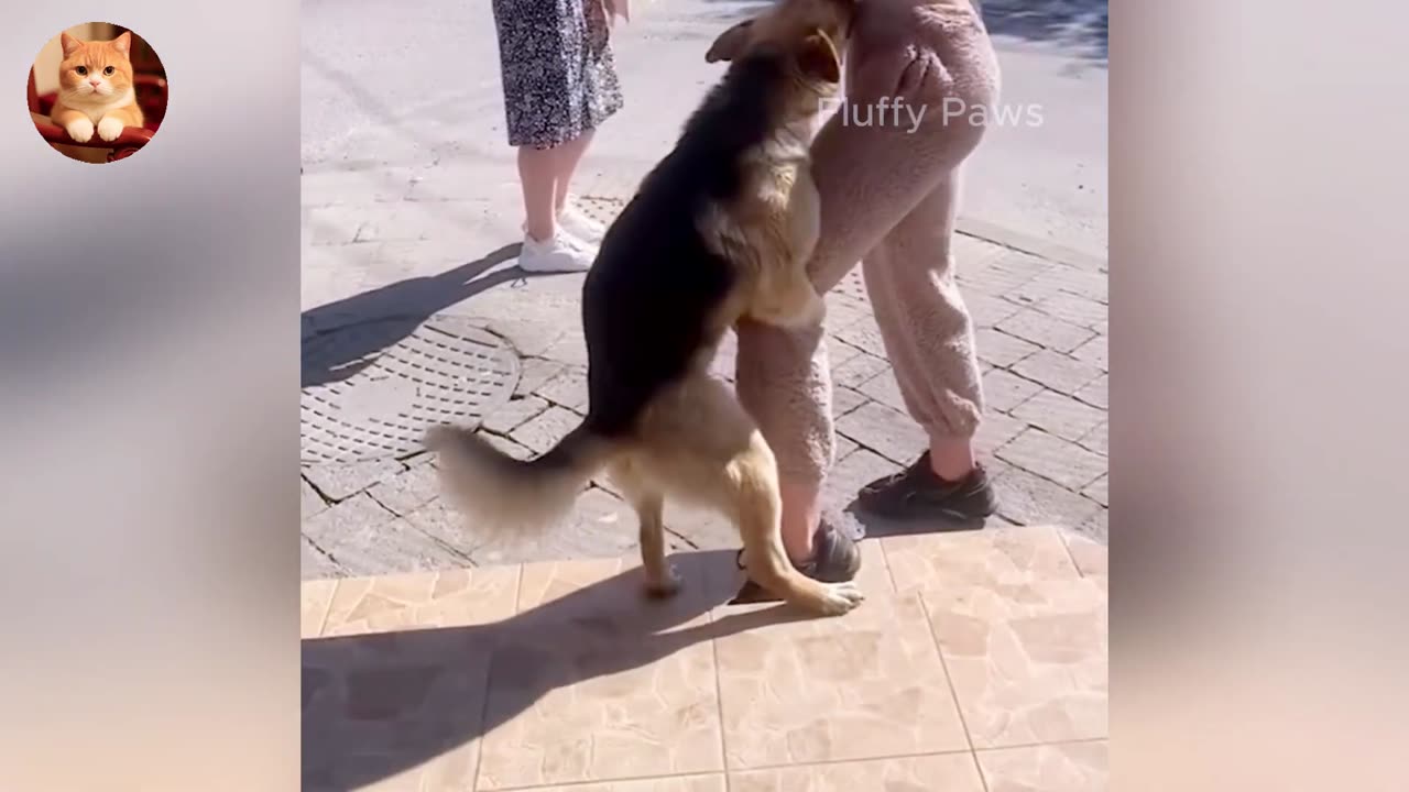 Laugh Out Loud ANIMALS 😂 _ Best of Cats and Dogs 2025 🐶😼 _ Part 13