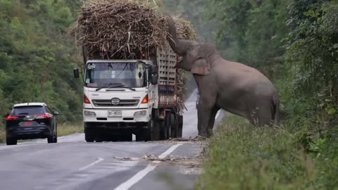 Greedy wild elephant stops passing trucks to steal sugarcane