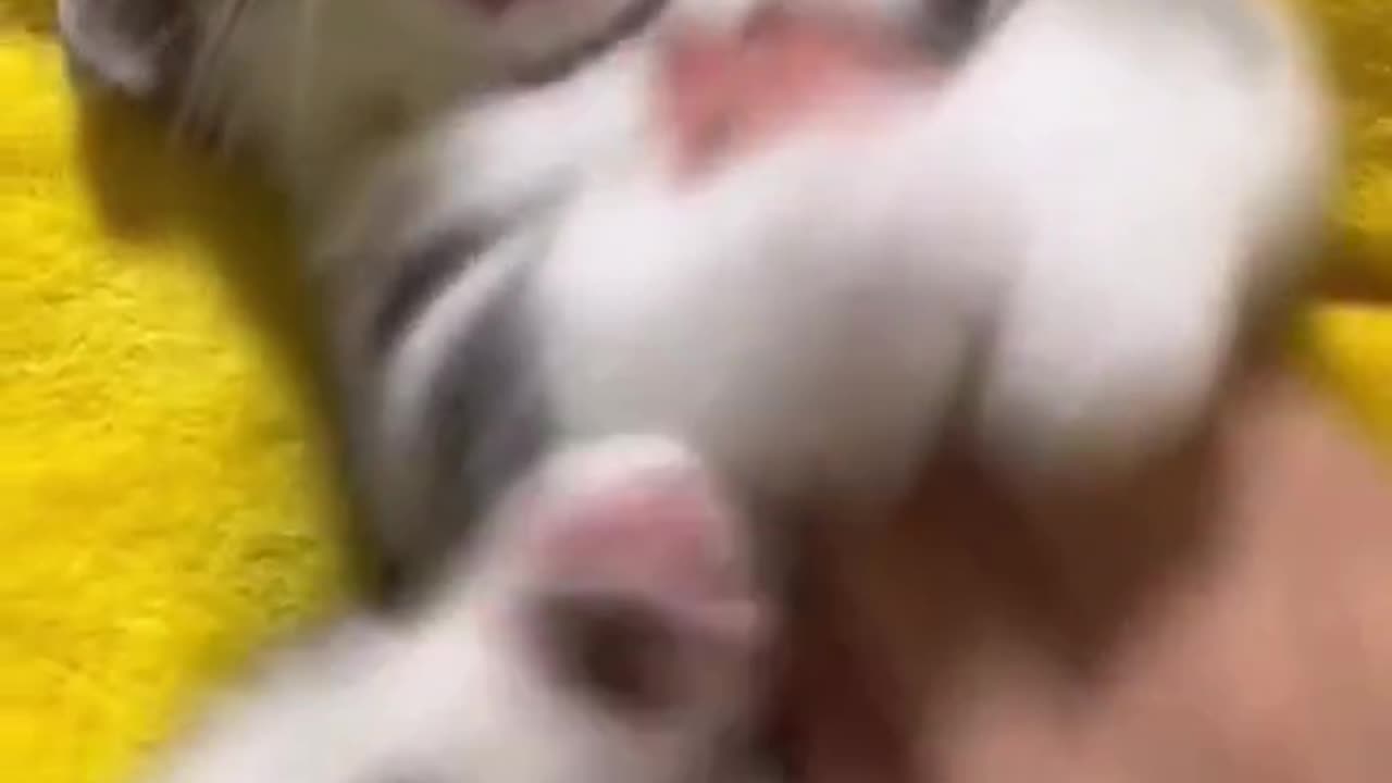 Cat comadi 🤣🤣🤣🤣🤣🤣🤣🤣🤣