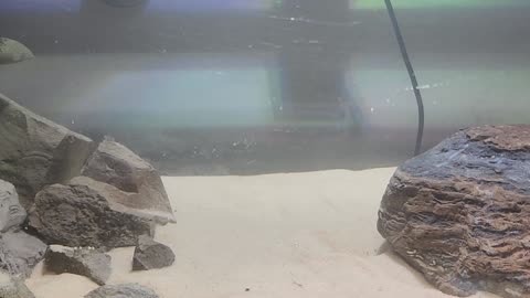 20 Gallon Tank Success! Part 2 Sealed, Scaped & Cichlids Added