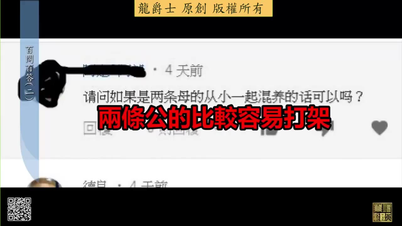 【龍爵士】千問千答 Q8 兩條母的從小混養在一起可以嗎