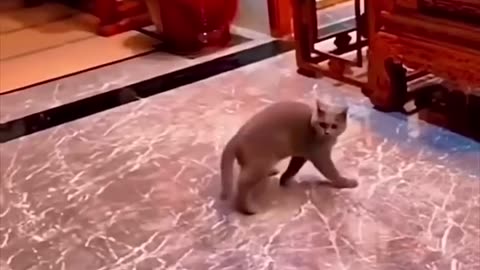 Wait For The End…! 🤣😂