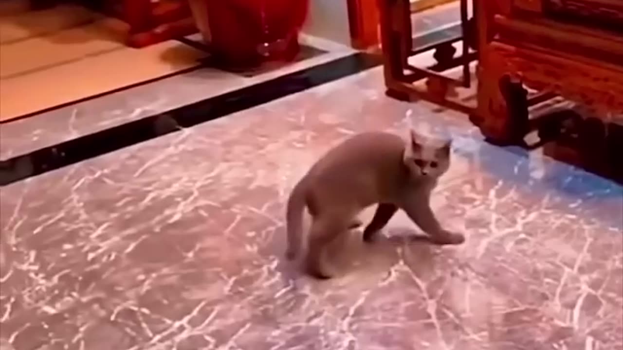 Wait For The End…! 🤣😂