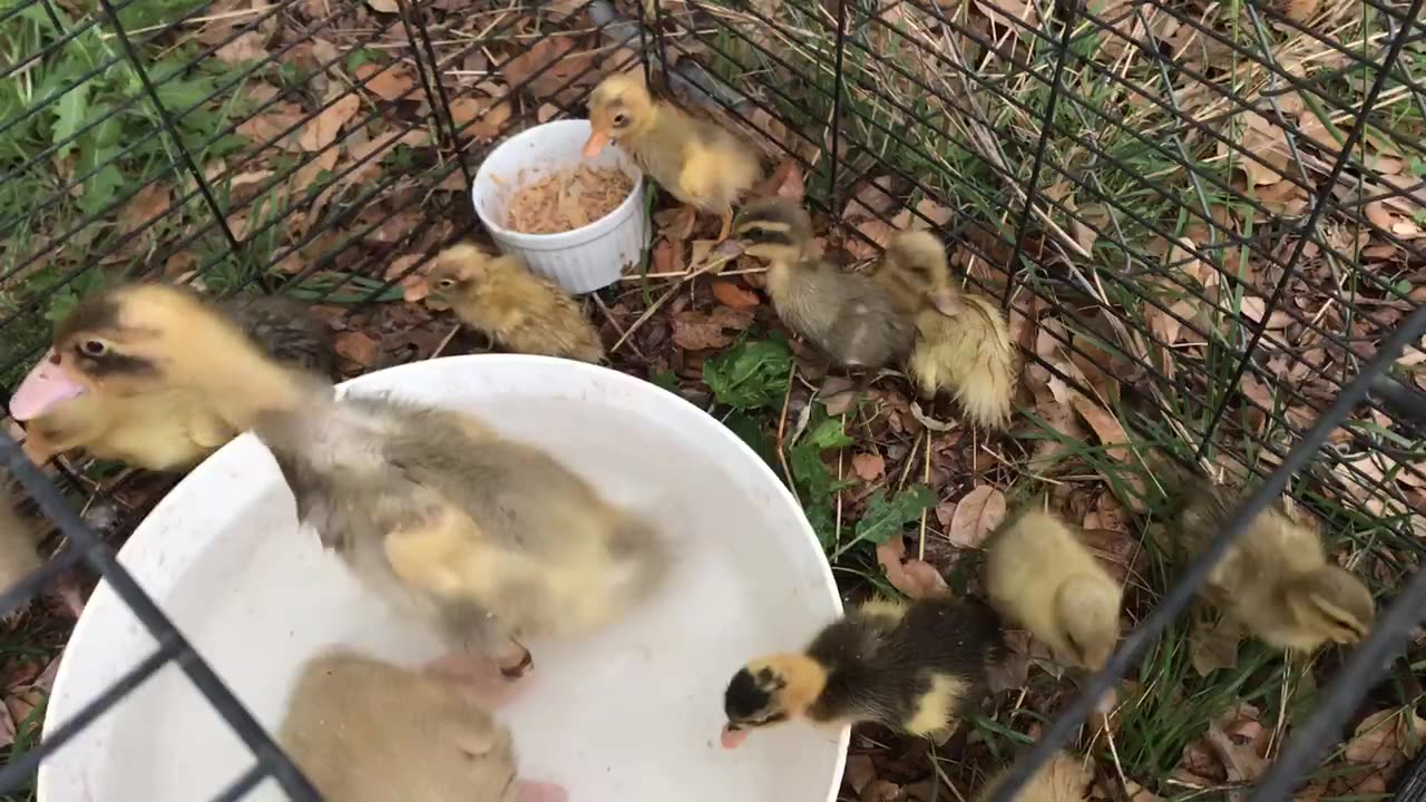 Brooder clean out community time