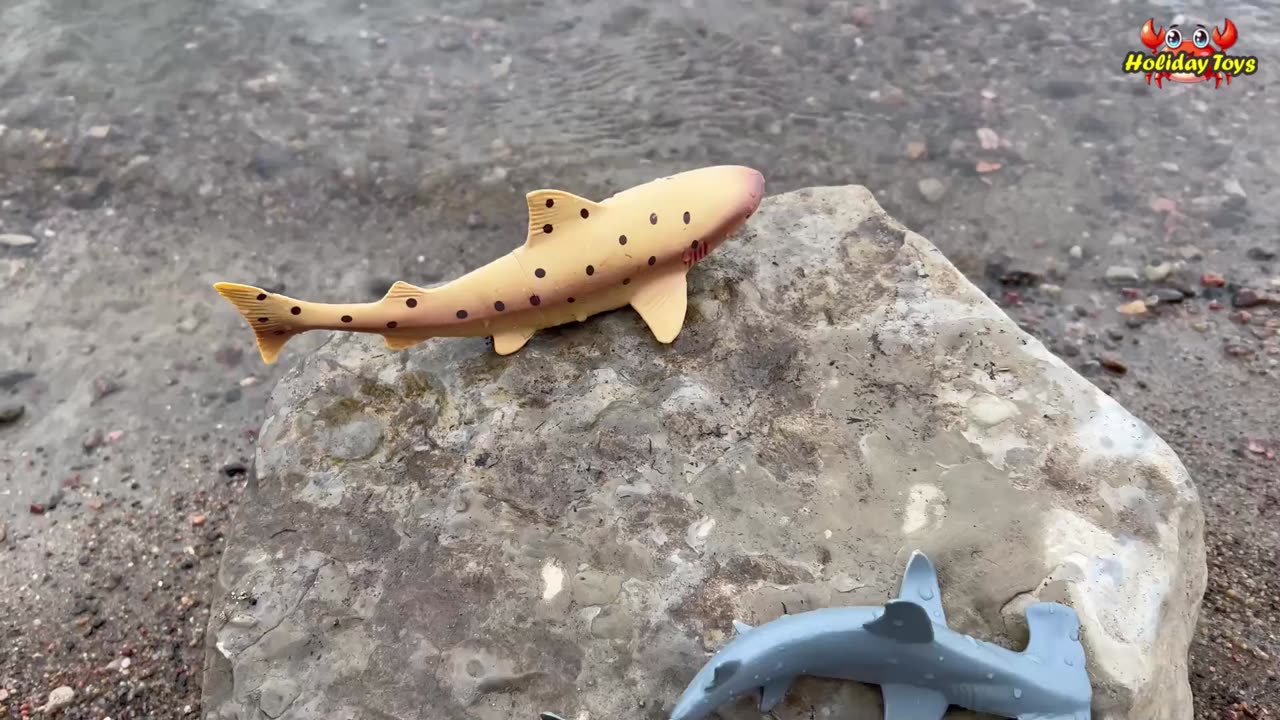 Orcas Drink Large Amounts of Water and Then Release it When Reach the Surface