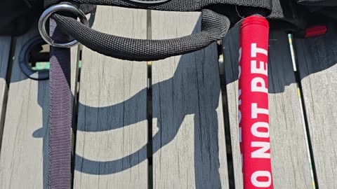 Dean and Tyler service dog harness.
