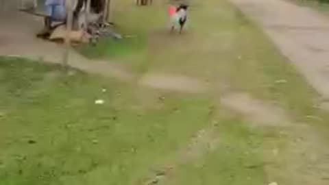 Funny videos of dogs 🐕