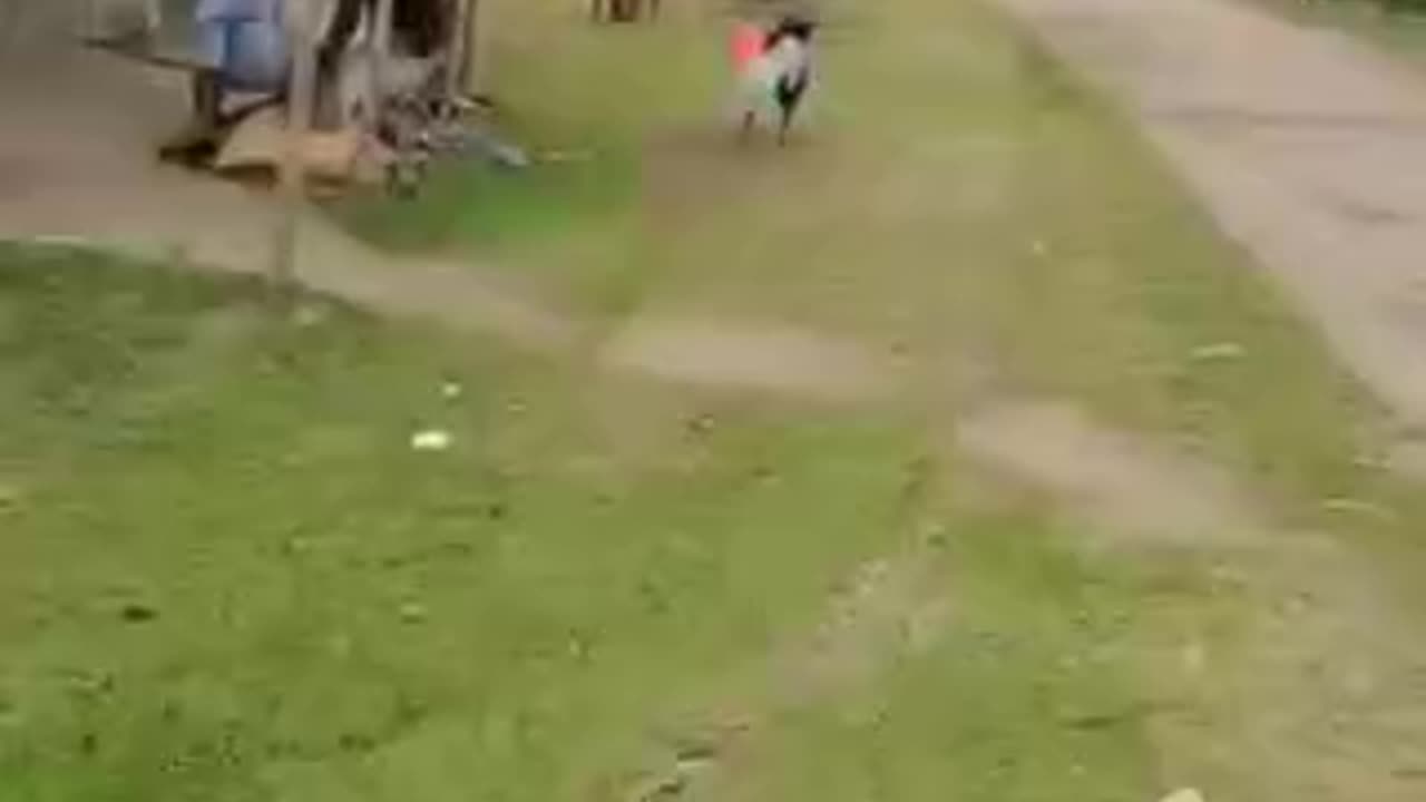 Funny videos of dogs 🐕