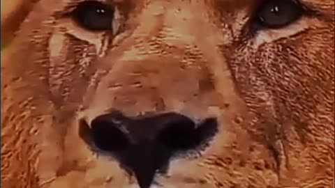 Focus like lion