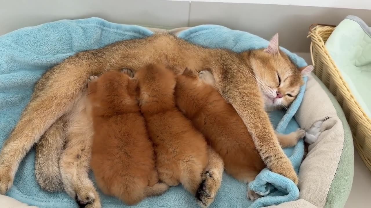 A mother cat and a hen swap their kittens. It's so hilarious and cute!