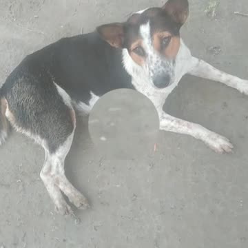 Three dog are Sleeping now