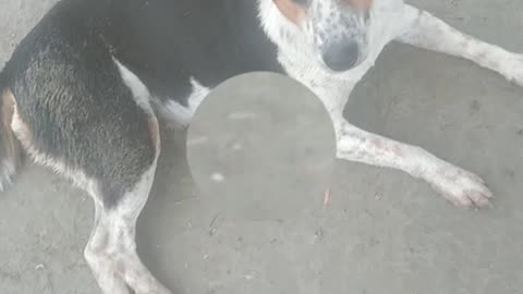 Three dog are Sleeping now