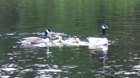 Canada Geese Family