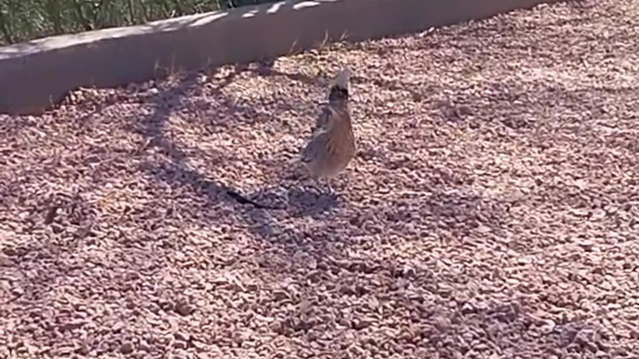Road Runner In Yard