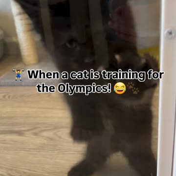 🏋️‍♂️ When a cat is training for the Olympics! 😂🐾
