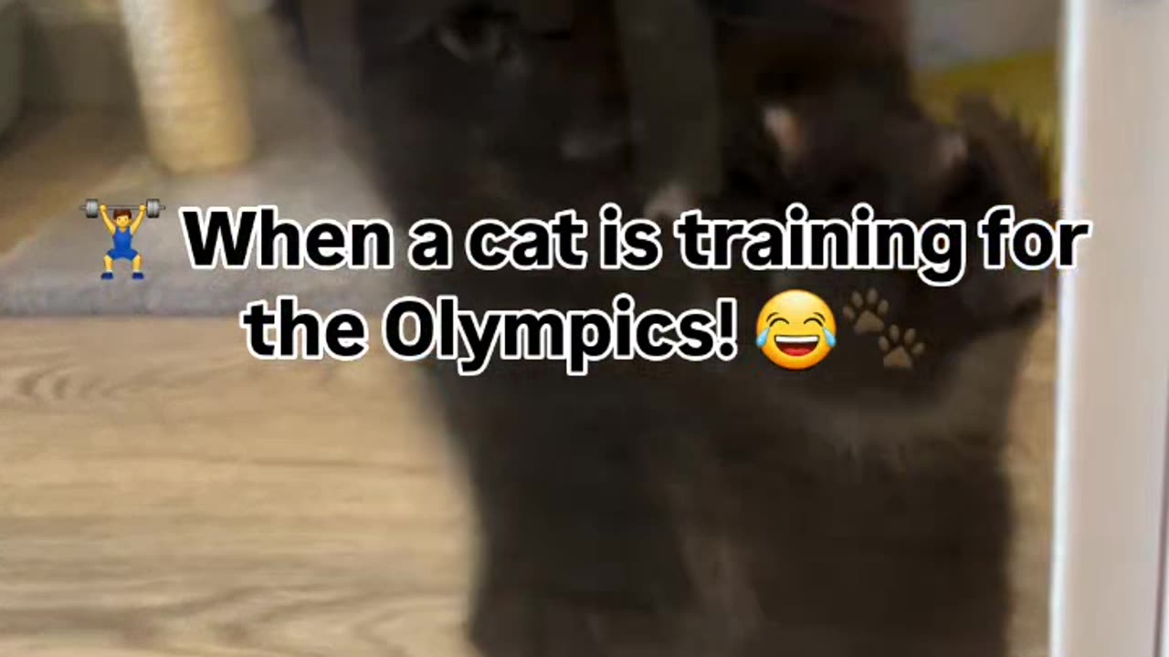 🏋️♂️ When a cat is training for the Olympics! 😂🐾