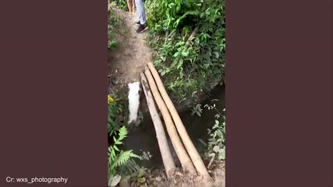 The Silliest Dogs on the Internet! 😆🐾 Funniest Dog Moments 2025