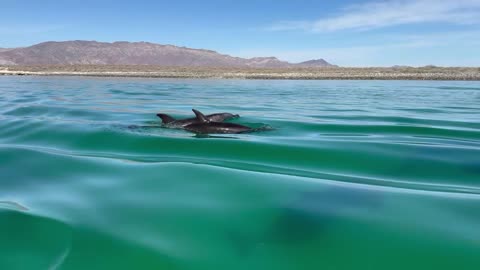 Dolphin encounter