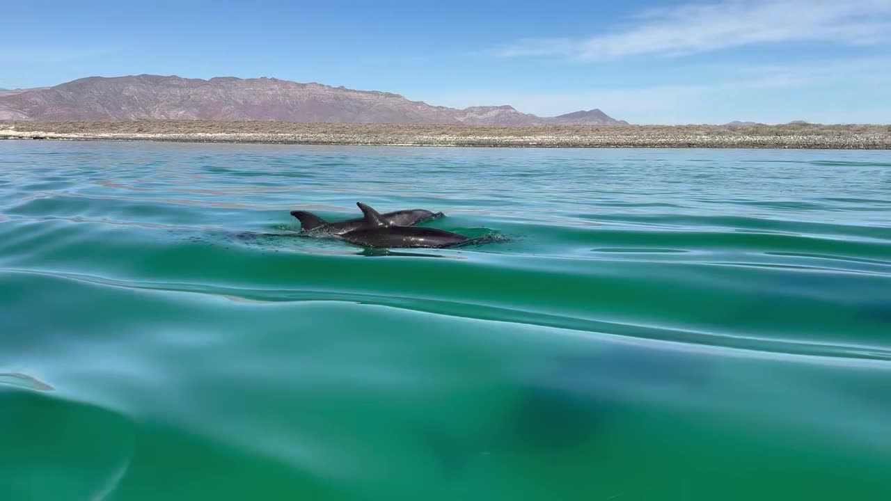 Dolphin encounter