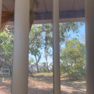 A Feathery Visitor (Reuploaded) 🐦