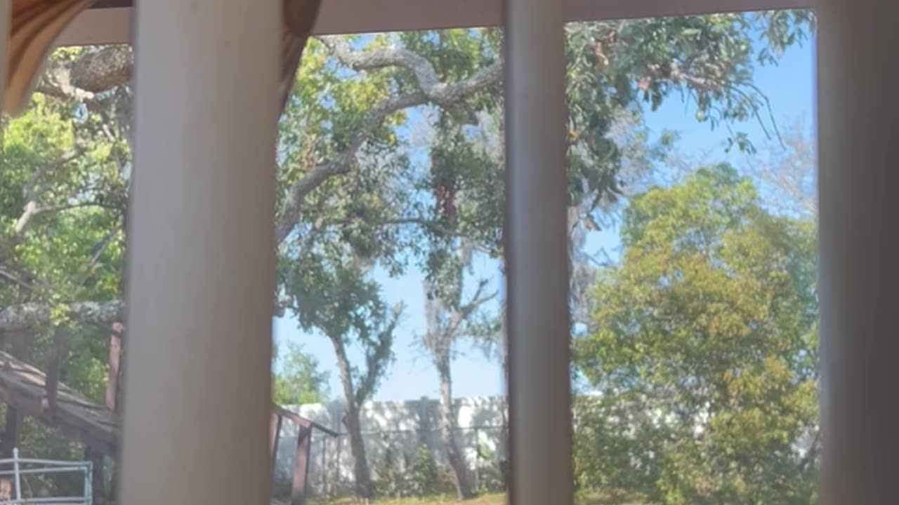 A Feathery Visitor (Reuploaded) 🐦