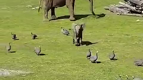cute elephant tripping............
