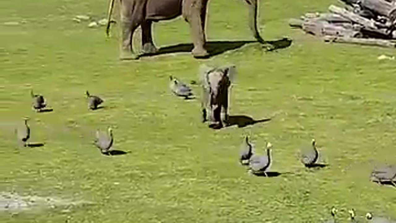 cute elephant tripping............