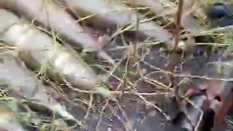 🚨🔥 Ukraine Russia War | Russian POV: Destroyed M109 Self-Propelled Gun | RCF