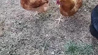All-knowing chickens