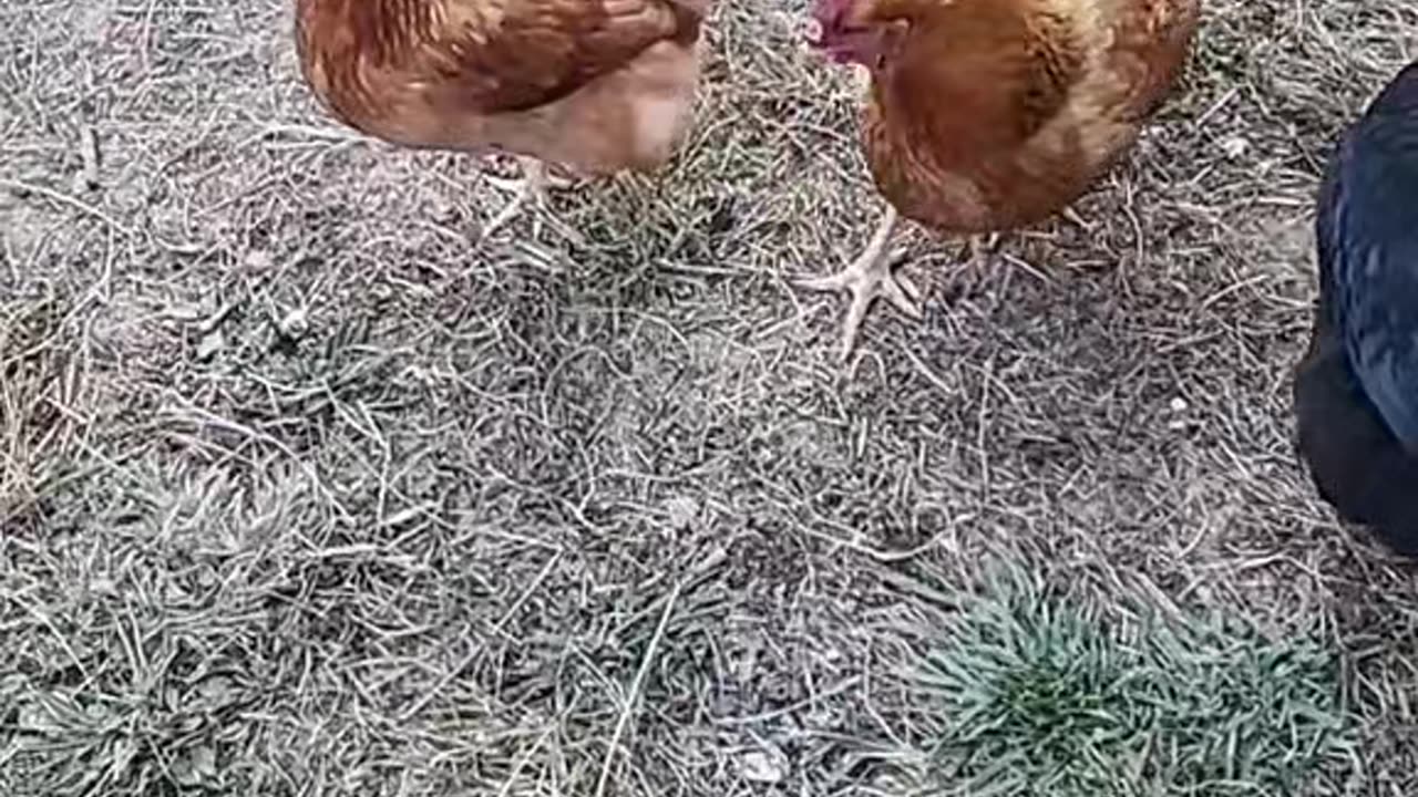 All-knowing chickens
