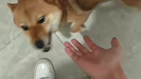 It's obvious that the dog likes me a lot.