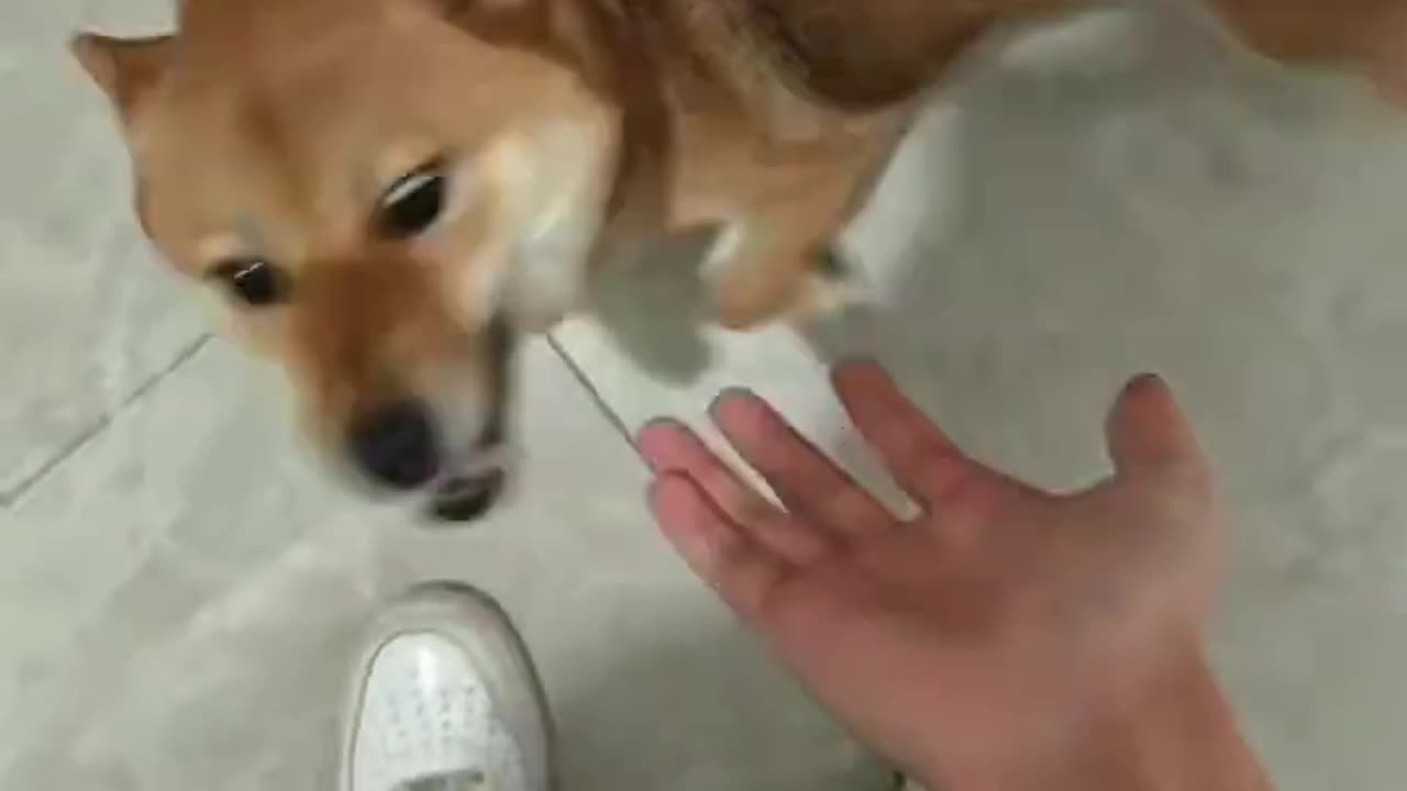 It's obvious that the dog likes me a lot.