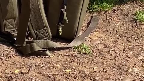 🧠✨ Dragonfly Larvae Lands Before Molting! | FeedMyCuriosity